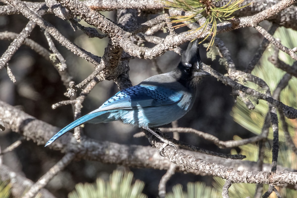 Steller's Jay - ML620473421