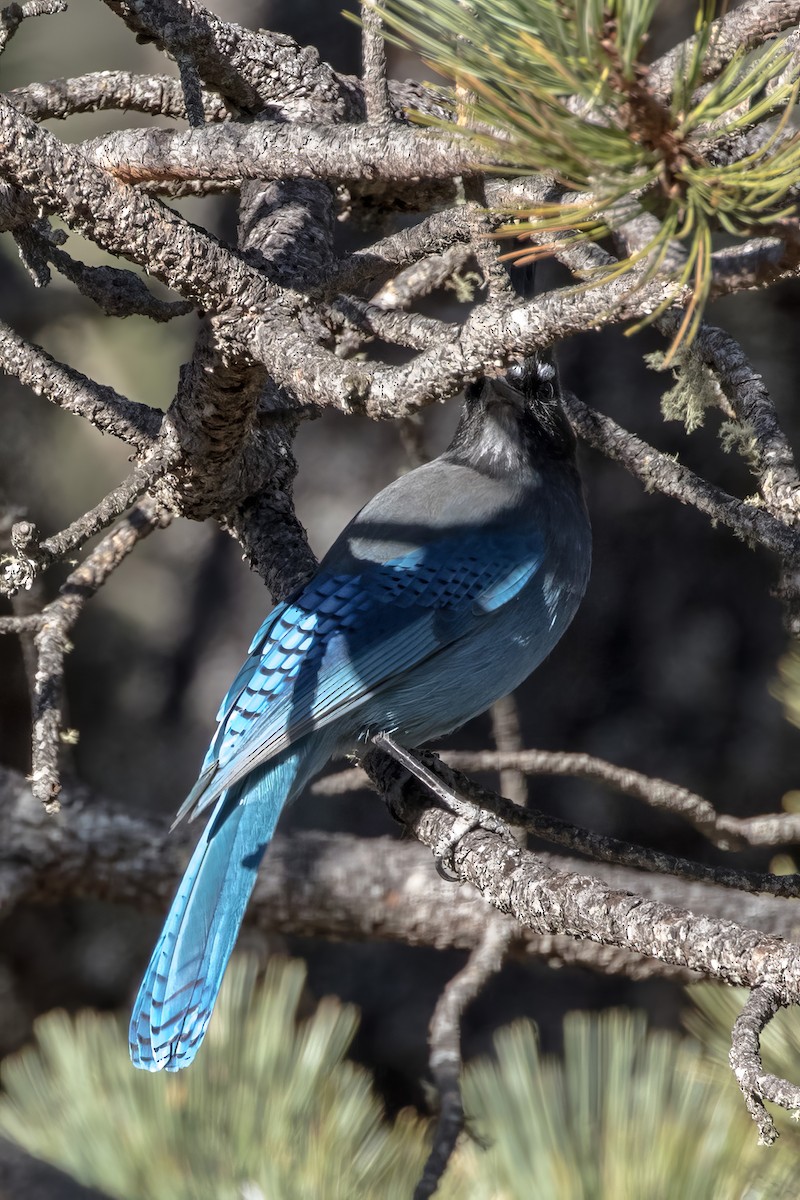 Steller's Jay - ML620473422