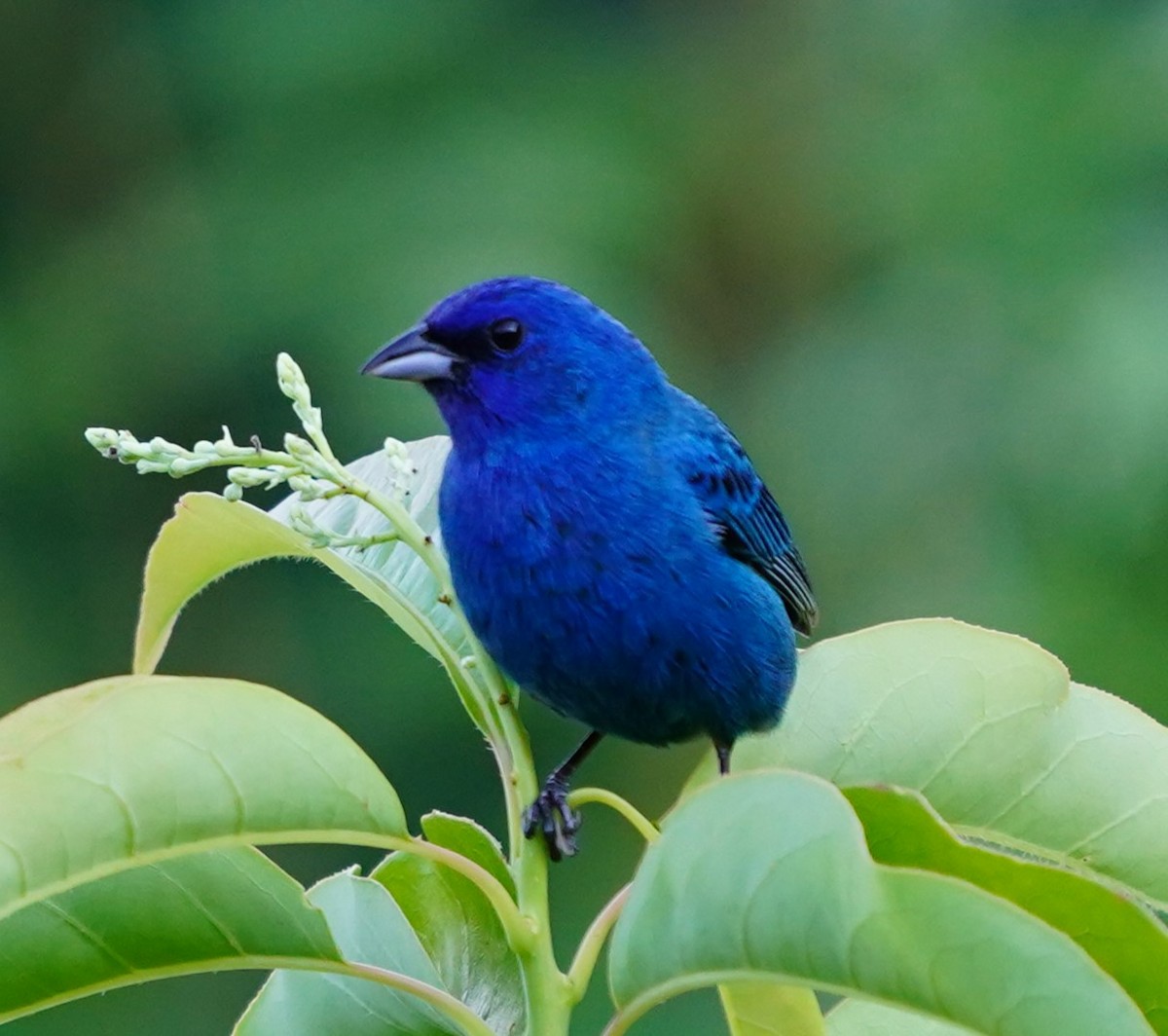 Indigo Bunting - Phill and Lis Henry