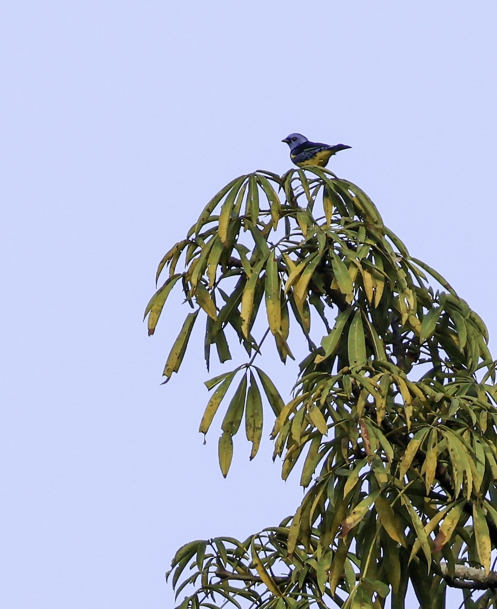 Turquoise Tanager - Bill Hubick