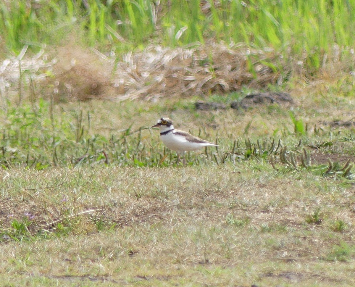 Little Ringed Plover - ML620473432