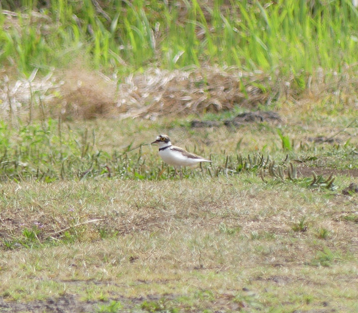 Little Ringed Plover - ML620473433