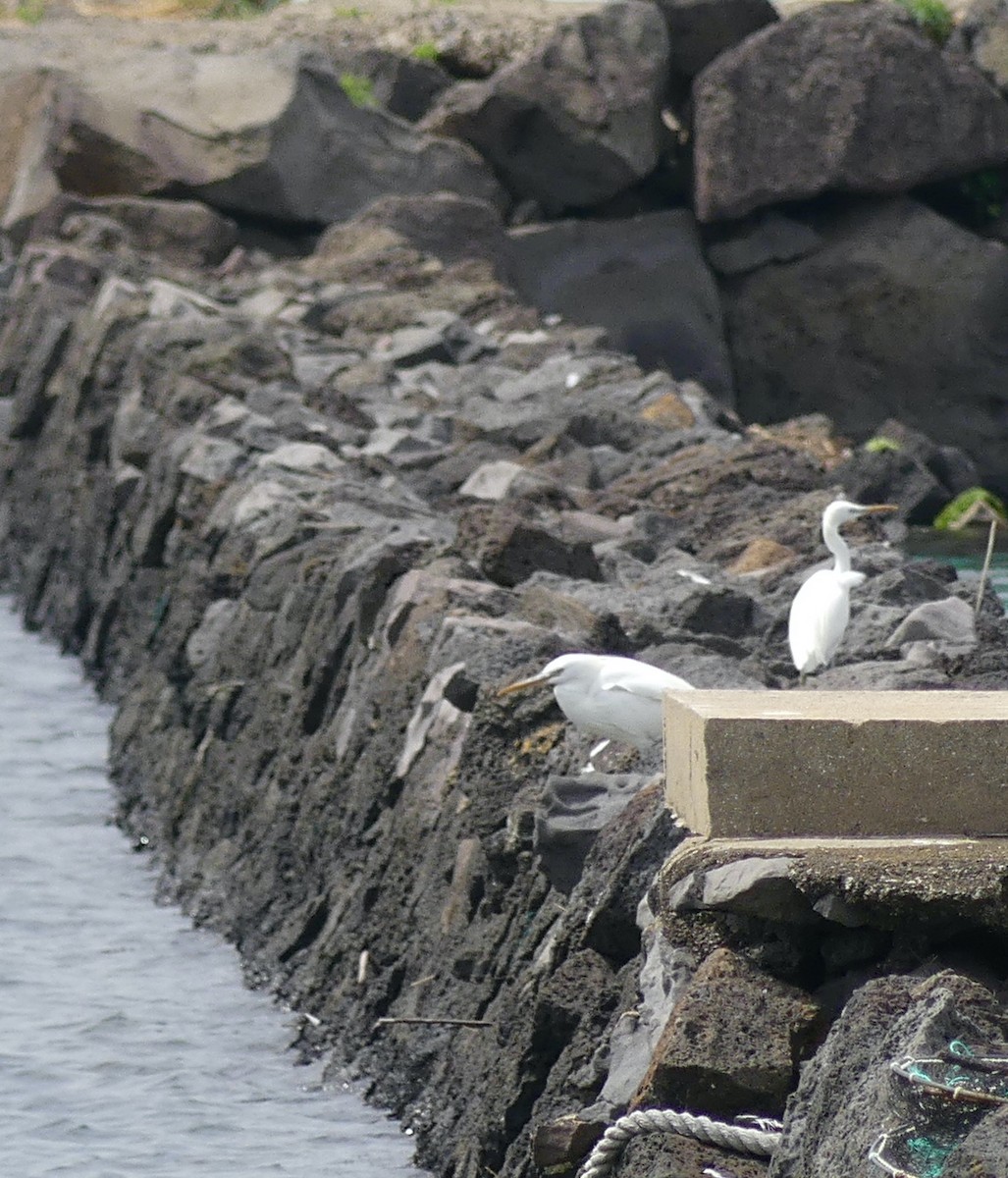 Chinese Egret - Leslie Hurteau