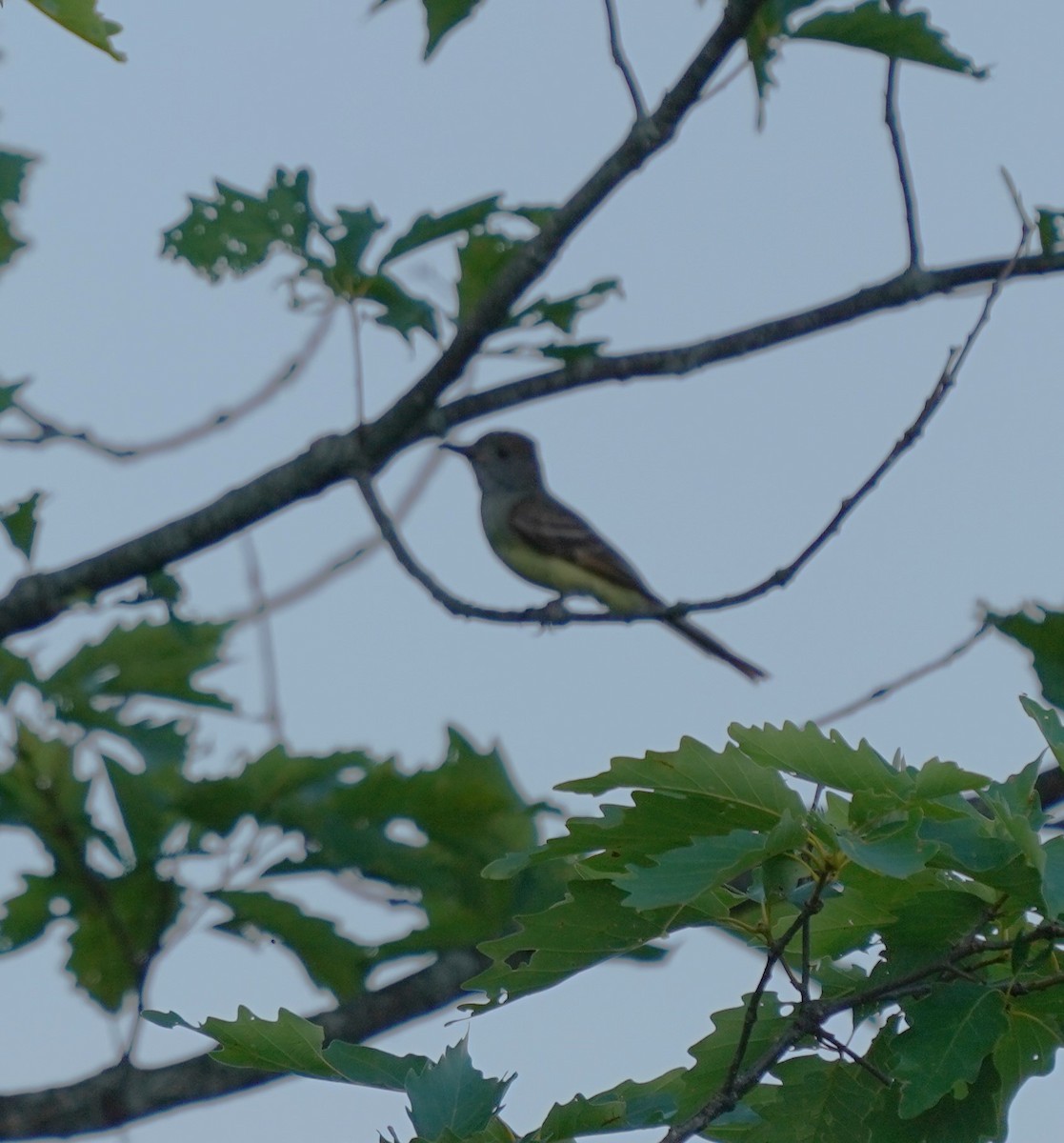 Great Crested Flycatcher - ML620473438