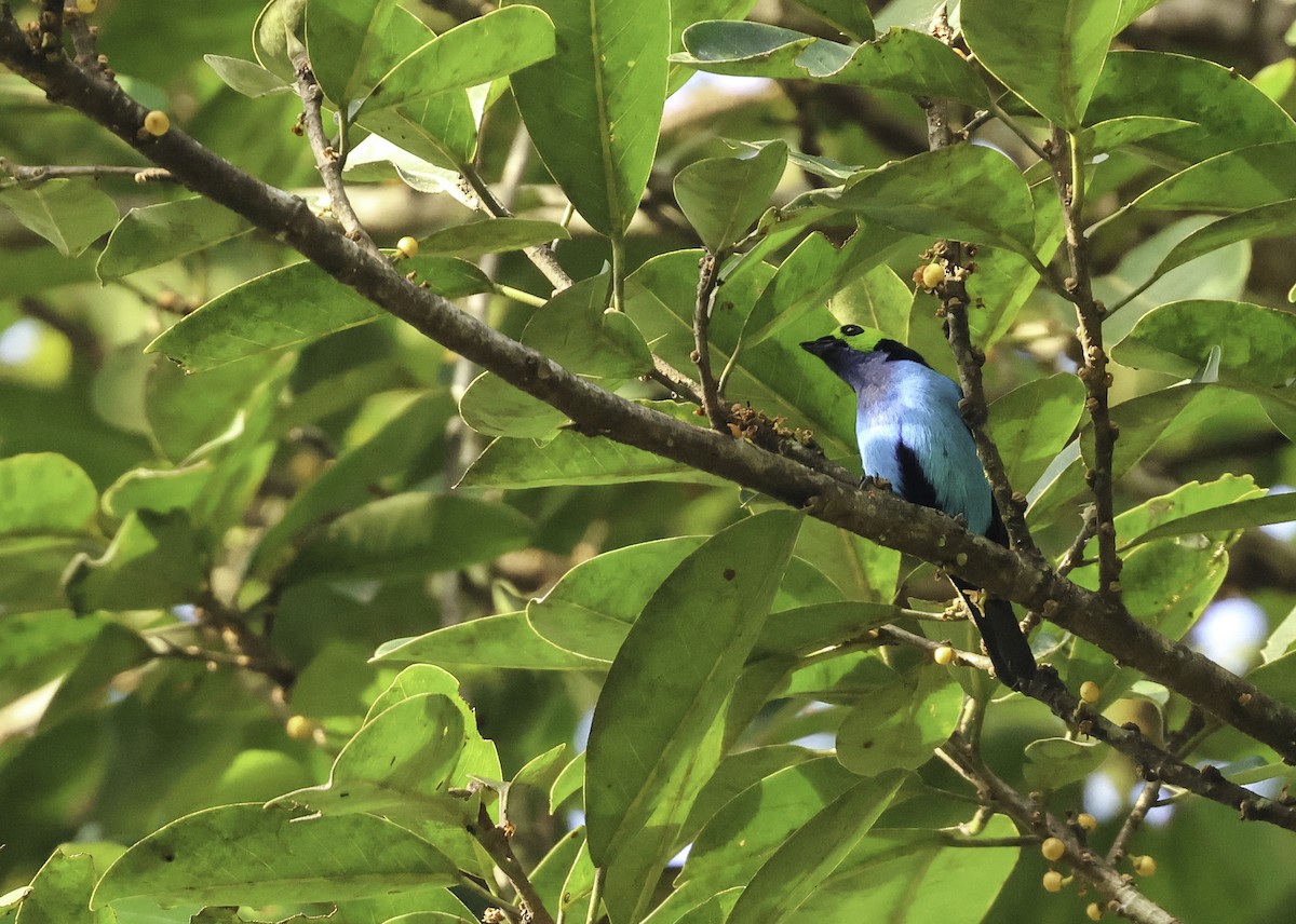 Paradise Tanager - ML620473443