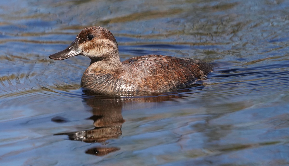 Ruddy Duck - ML620473445