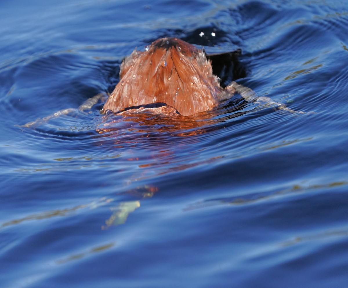 Ruddy Duck - Richard Block