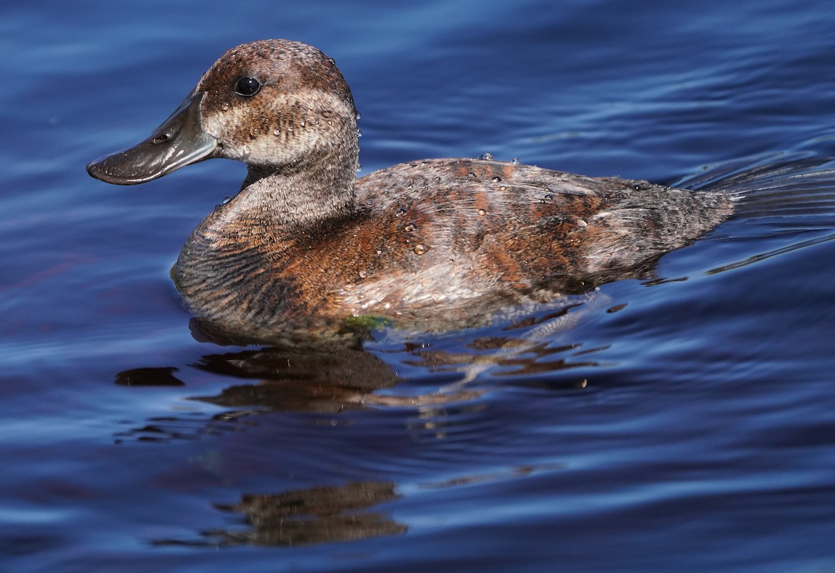 Ruddy Duck - ML620473449