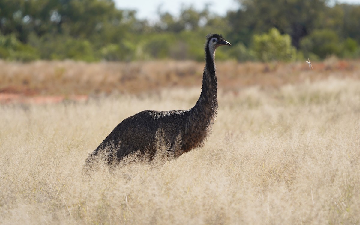 Emu - Richard Maarschall