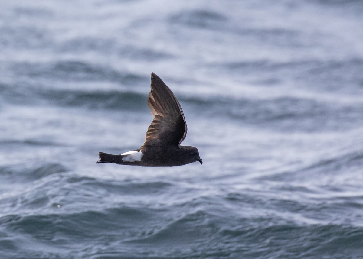 Wilson's Storm-Petrel - Moditha Kodikara Arachchi