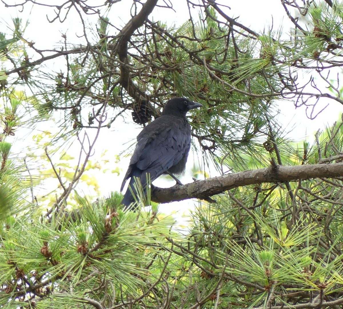 Carrion Crow - ML620473467