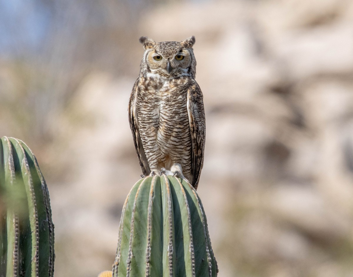 Great Horned Owl - ML620473470