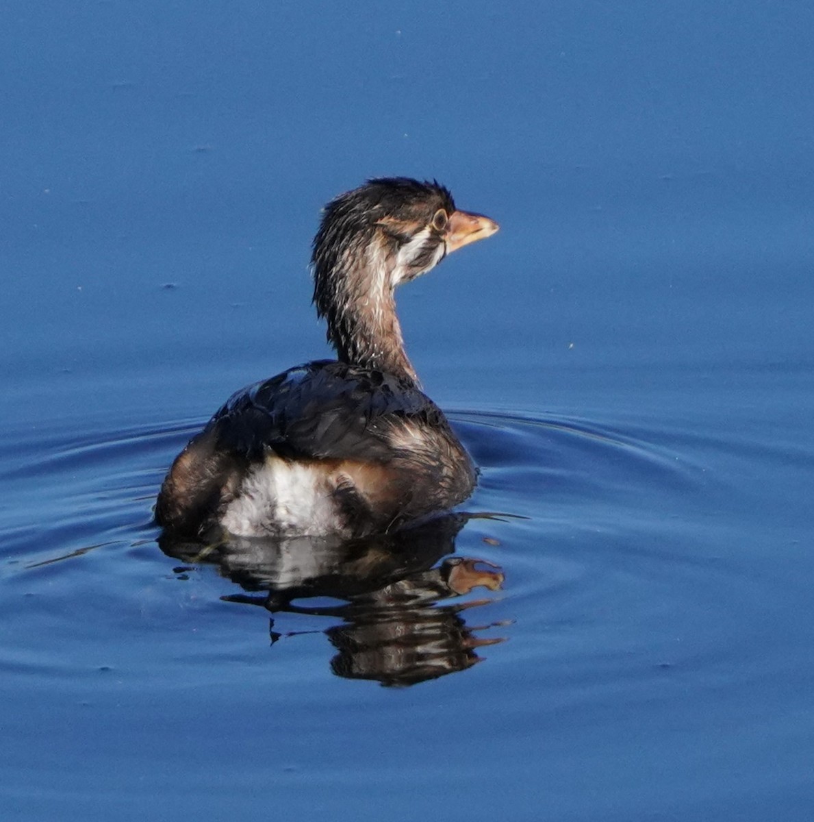 Pied-billed Grebe - ML620473474