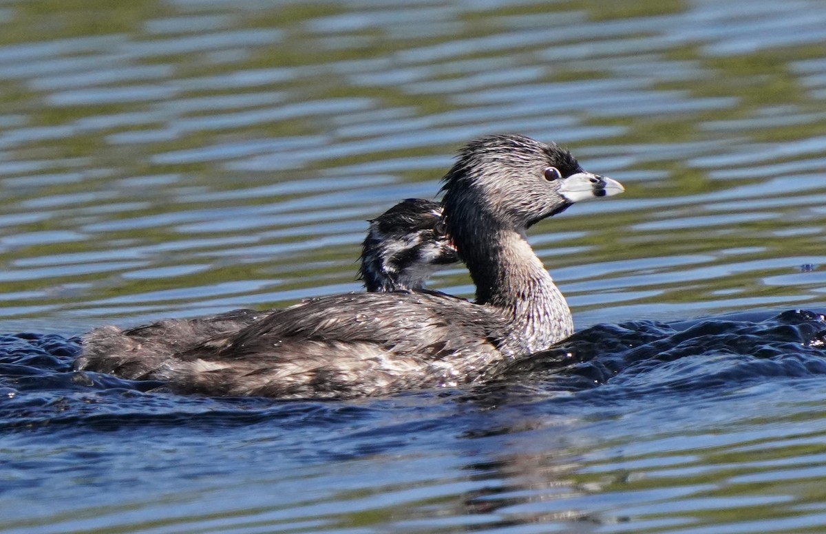 Pied-billed Grebe - ML620473475