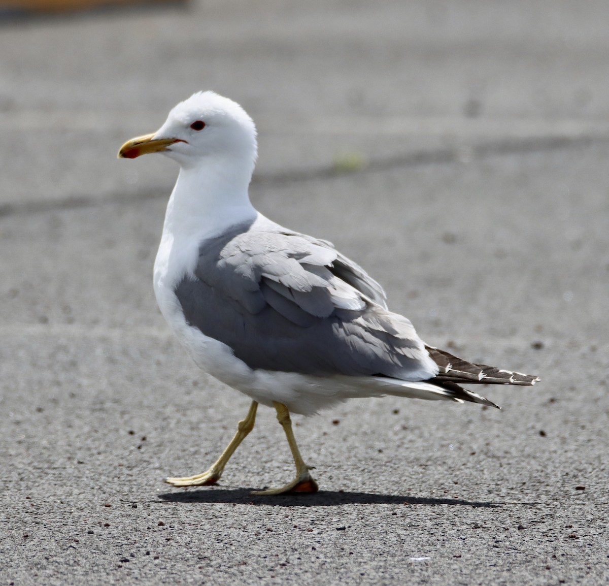 Gaviota Californiana - ML620473478