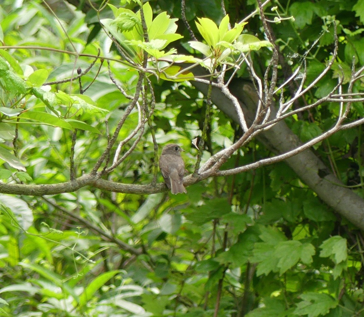 Asian Brown Flycatcher - ML620473479