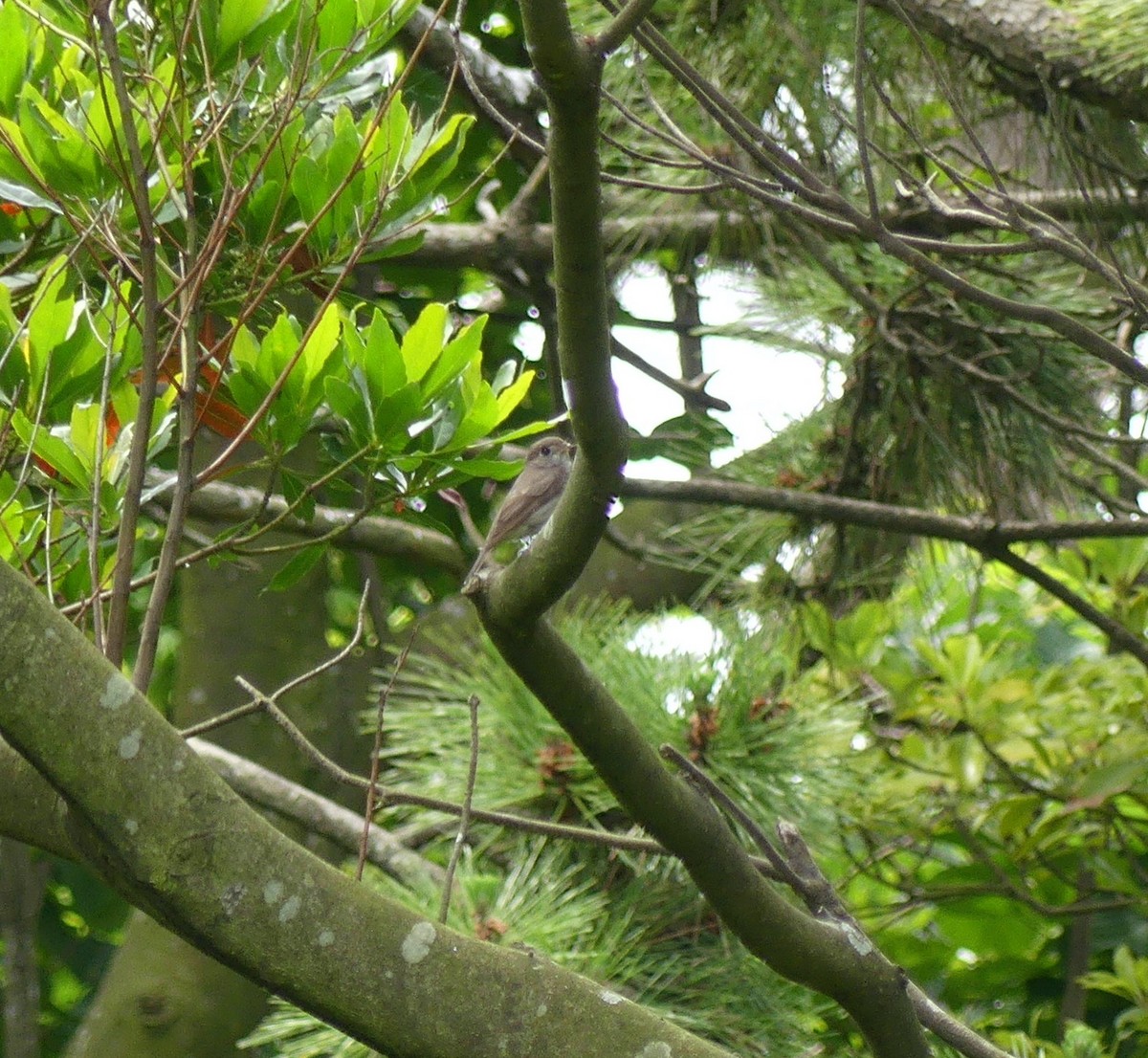 Asian Brown Flycatcher - ML620473480