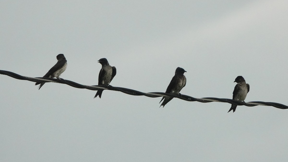 Purple Martin - ML620473481