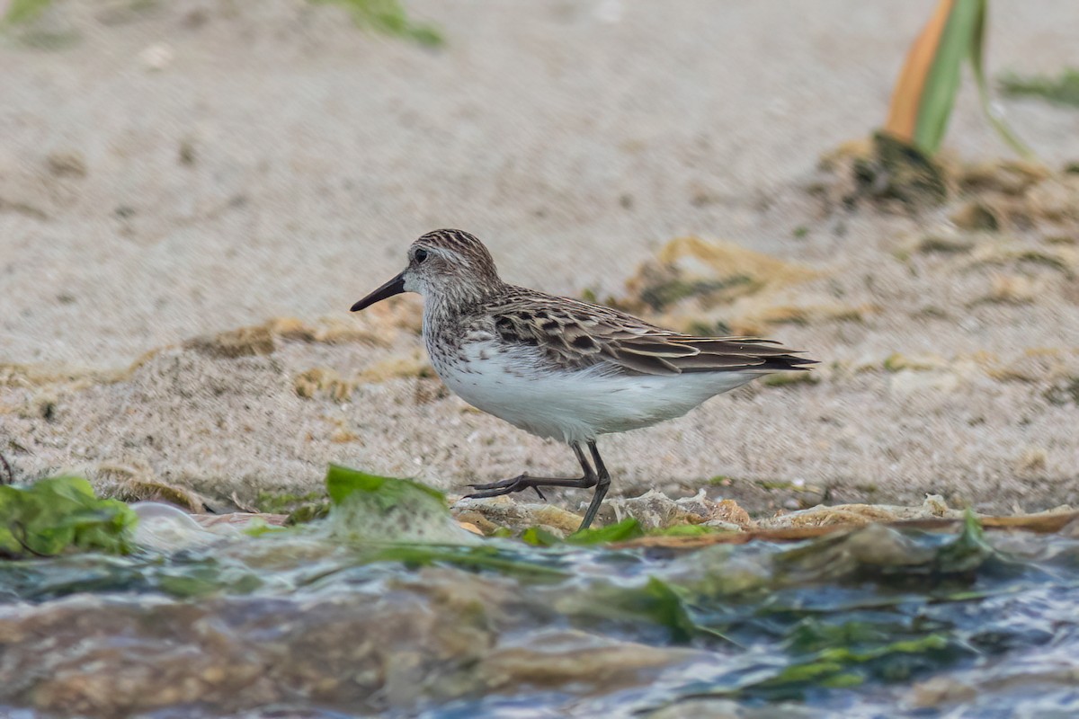 Sandstrandläufer - ML620473482