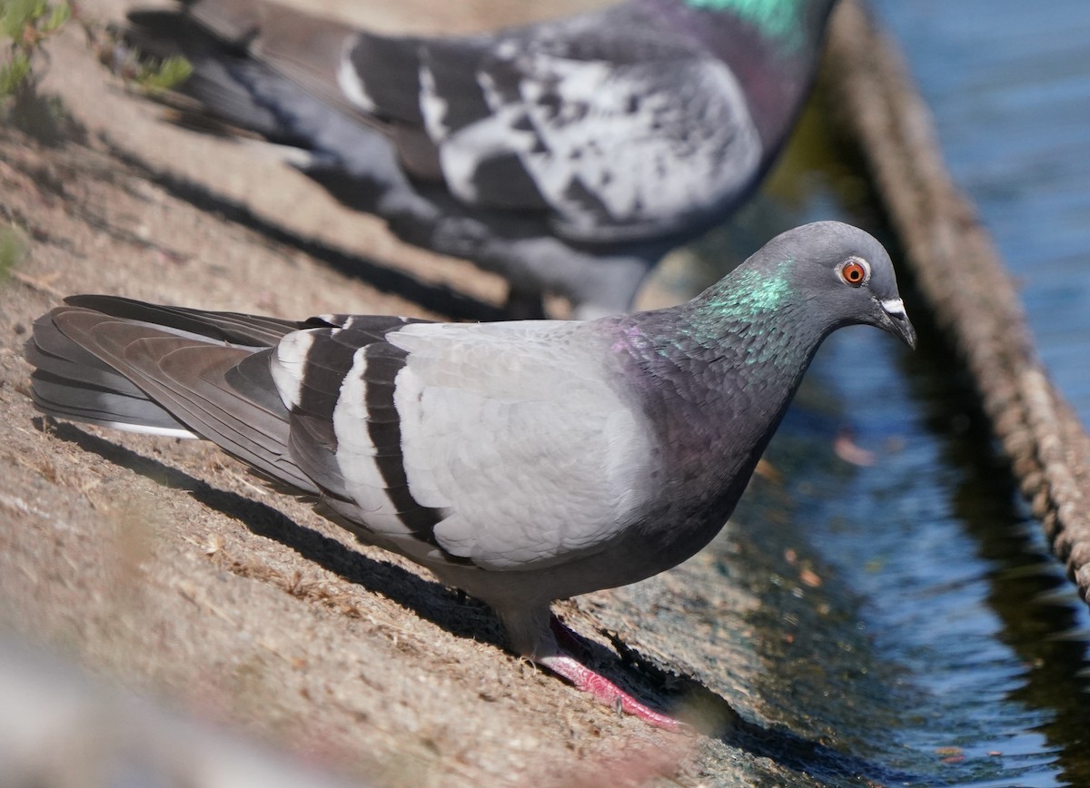 Rock Pigeon (Feral Pigeon) - ML620473485
