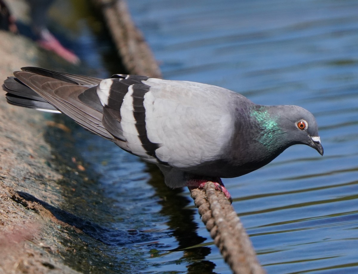 Rock Pigeon (Feral Pigeon) - ML620473486