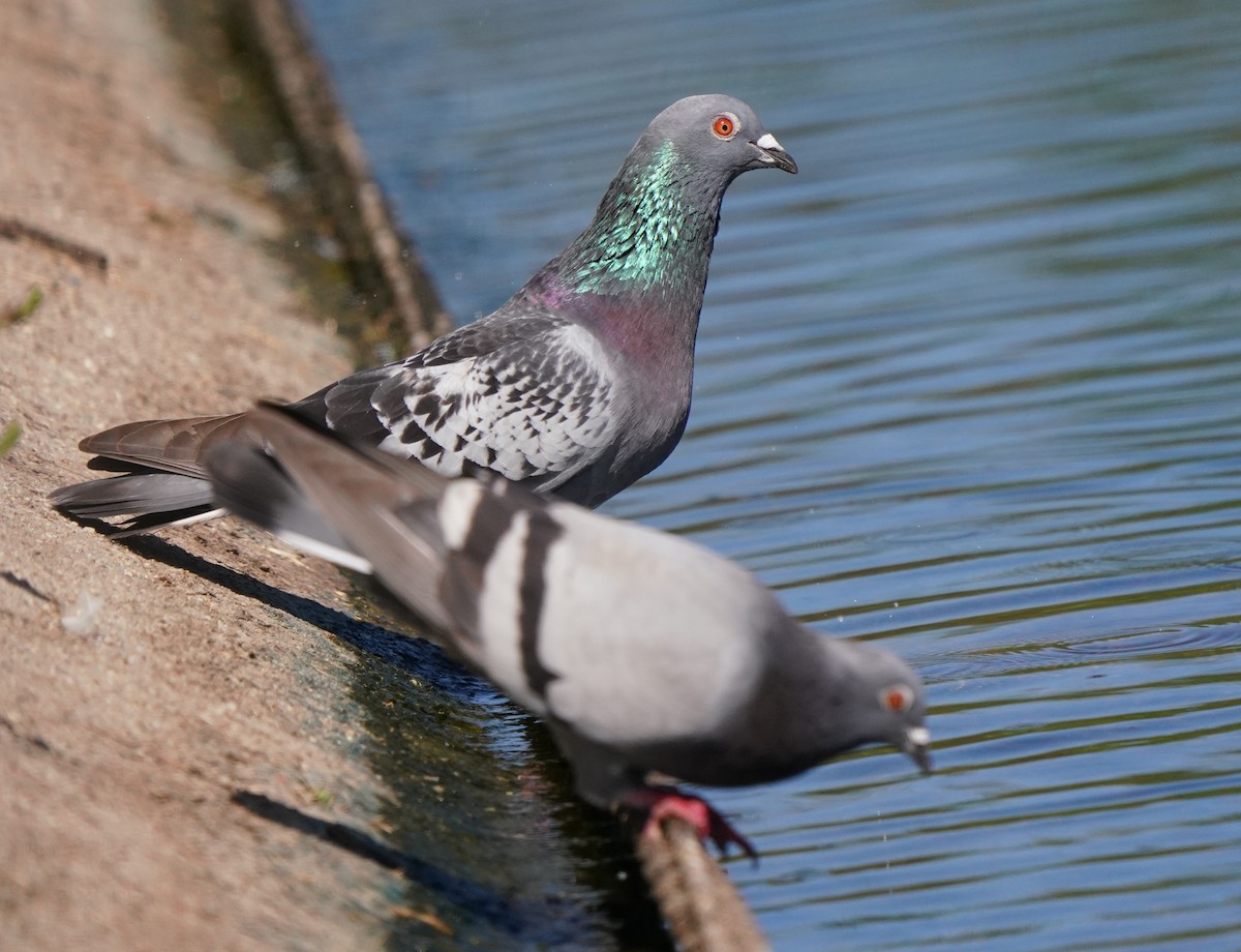 Rock Pigeon (Feral Pigeon) - ML620473487