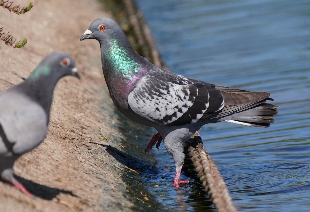 Rock Pigeon (Feral Pigeon) - ML620473488