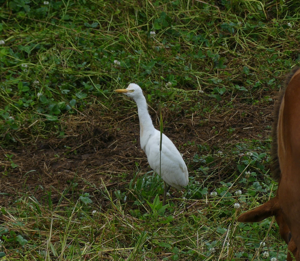 Eastern Cattle Egret - ML620473490