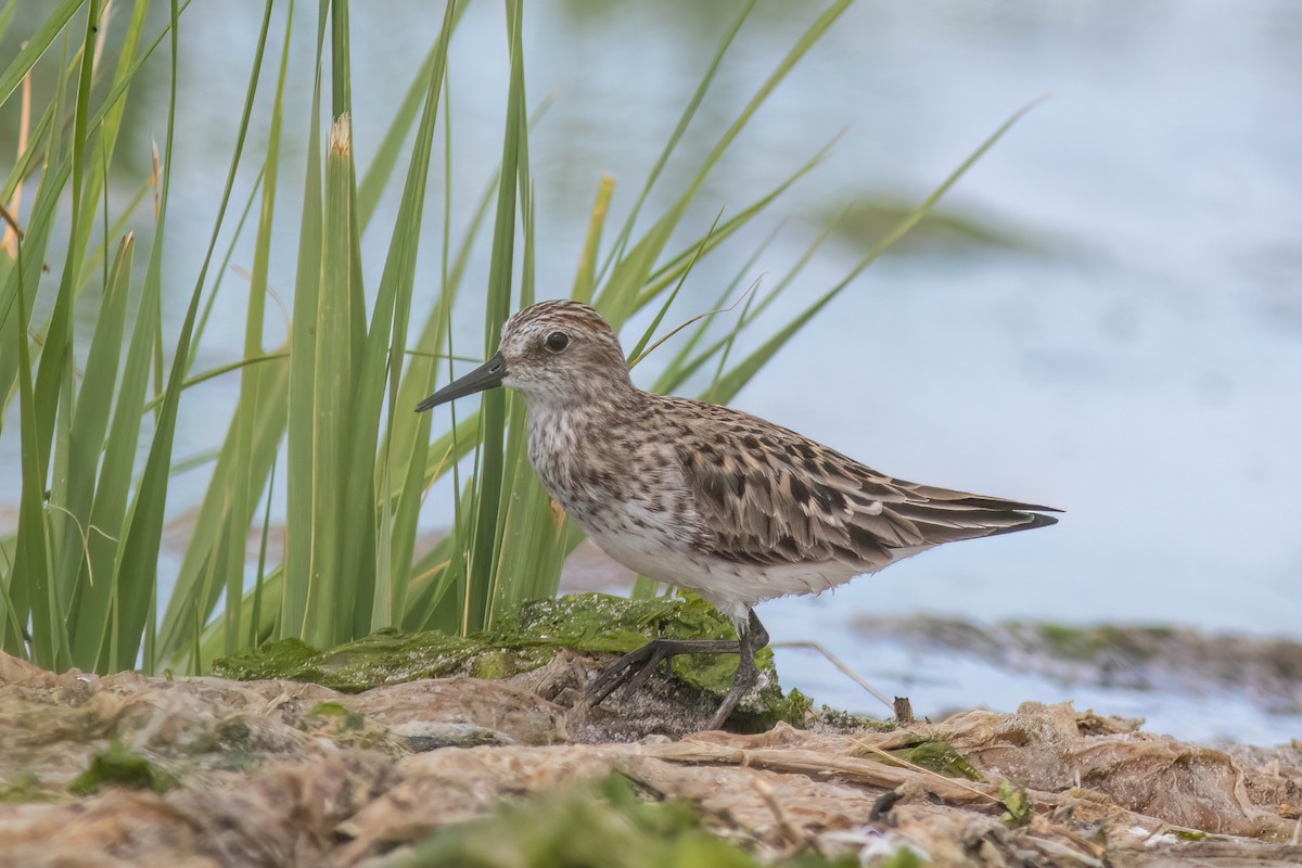 Semipalmated Sandpiper - ML620473493