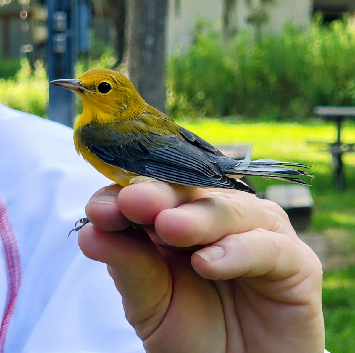 Prothonotary Warbler - ML620473495