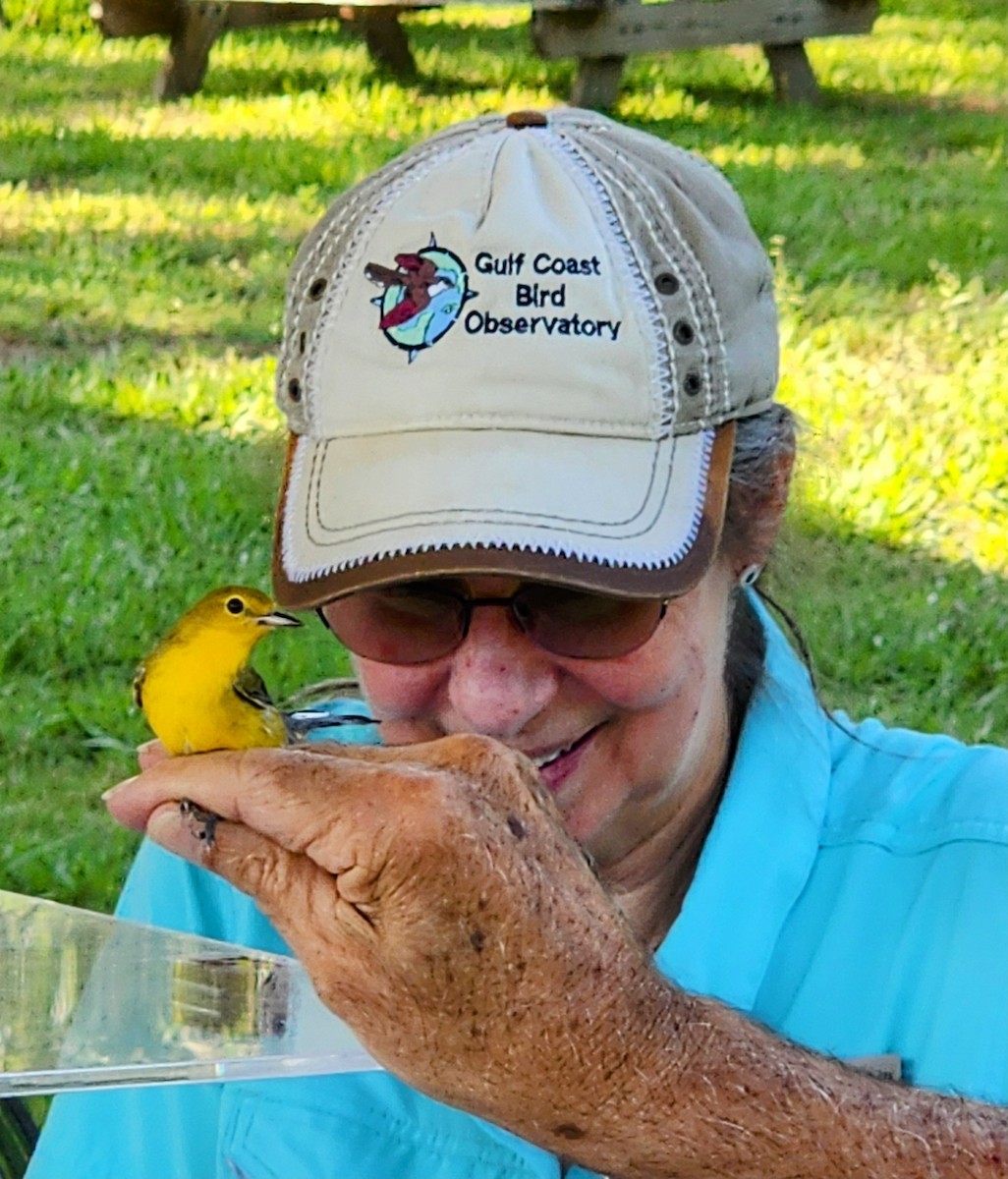 Prothonotary Warbler - ML620473496