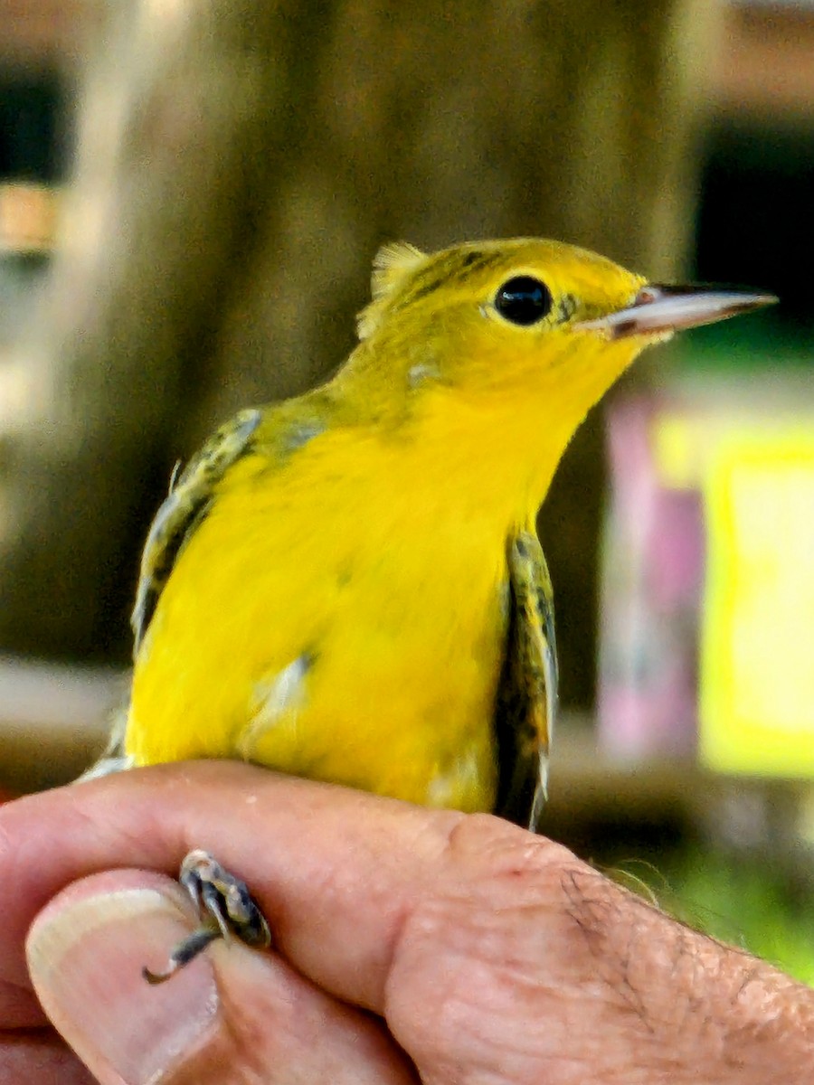 Prothonotary Warbler - ML620473497