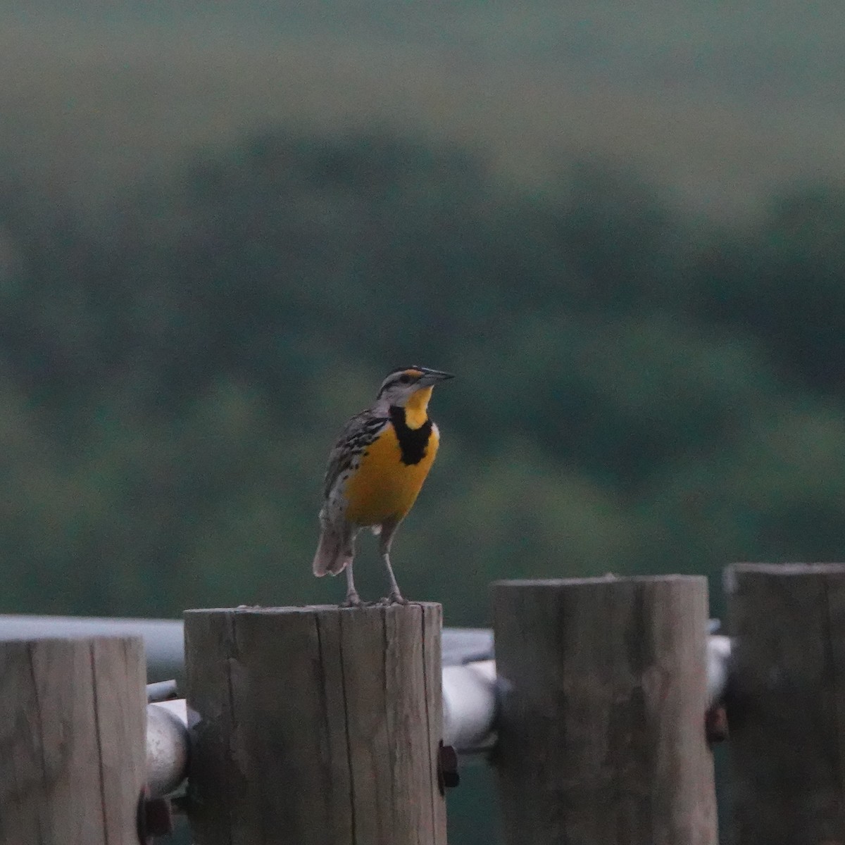 Eastern Meadowlark - Doug Johnson