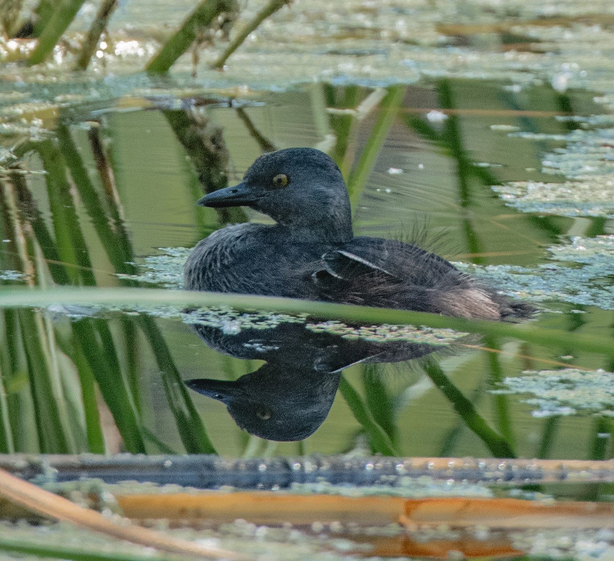 Least Grebe - ML620473502