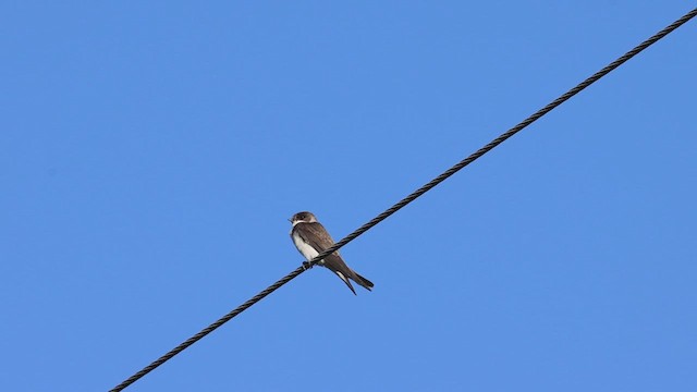 Bank Swallow - ML620473503