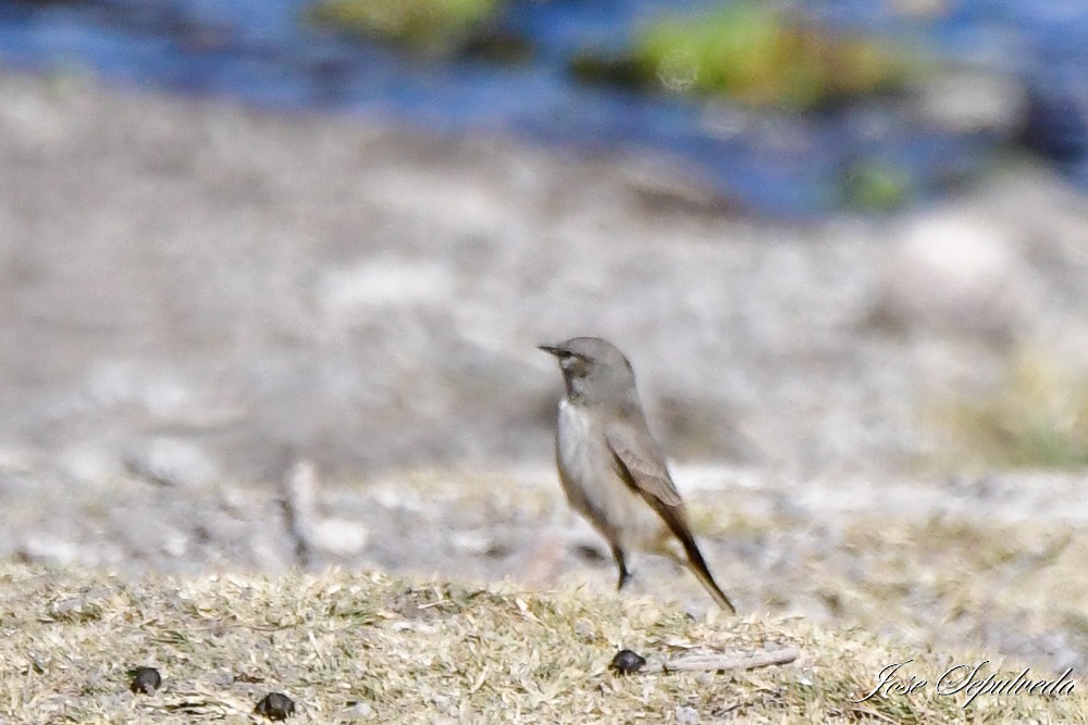 Spot-billed Ground-Tyrant - ML620473505