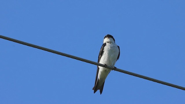 Golondrina Bicolor - ML620473510