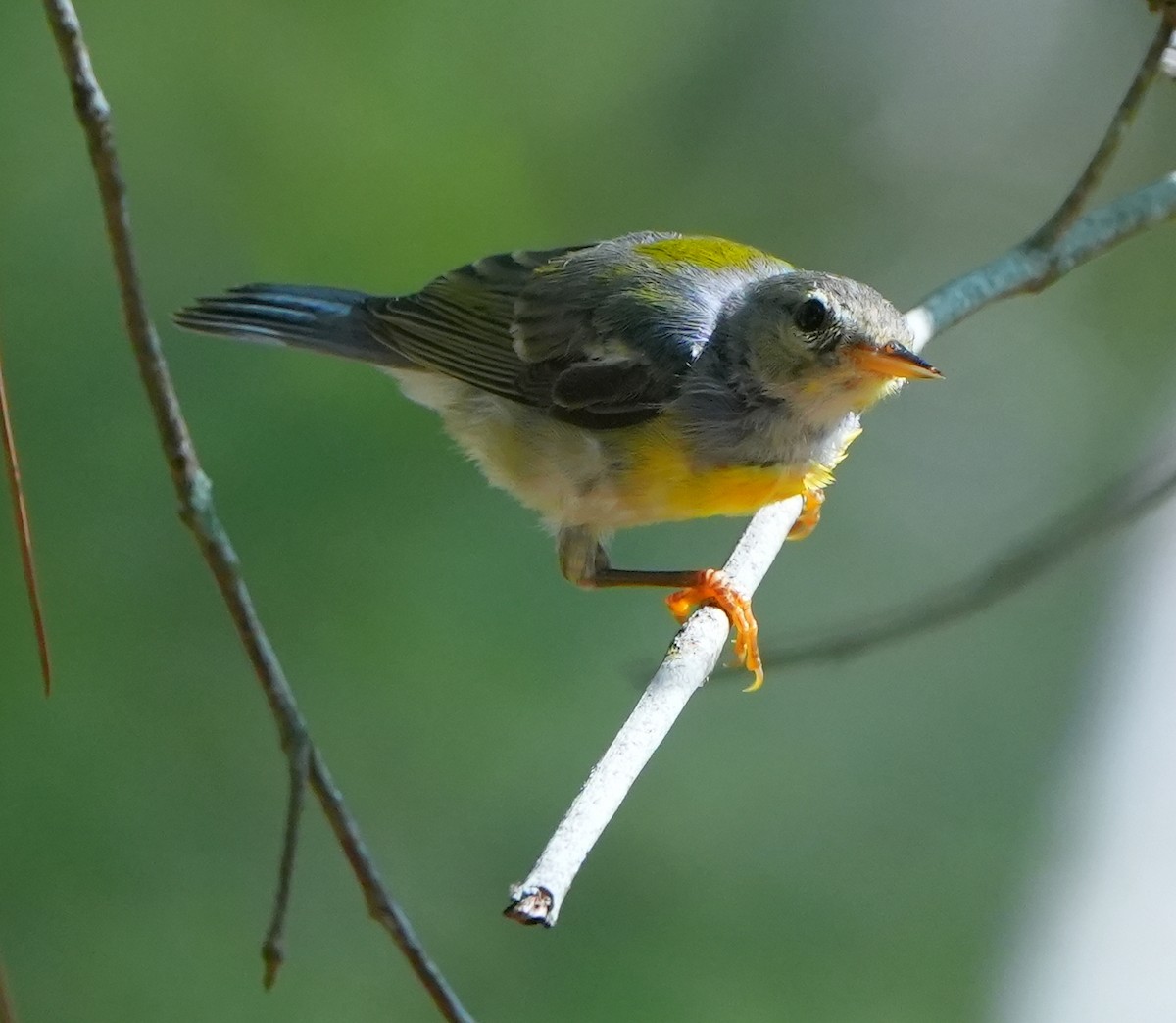 Northern Parula - ML620473518