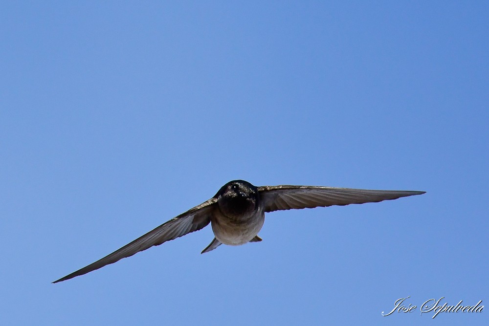 Andean Swallow - ML620473522