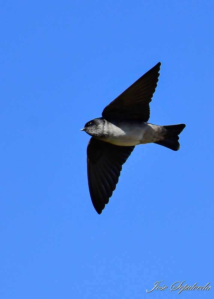 Andean Swallow - ML620473523