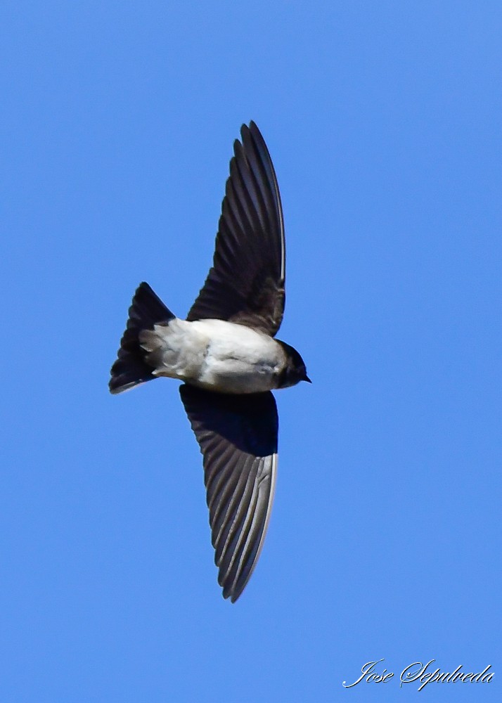 Andean Swallow - ML620473524