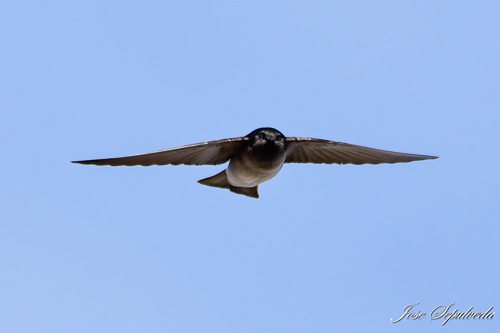 Andean Swallow - ML620473525