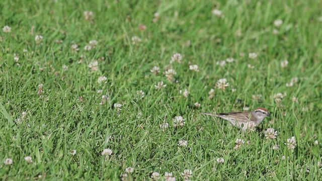 Chipping Sparrow - ML620473526