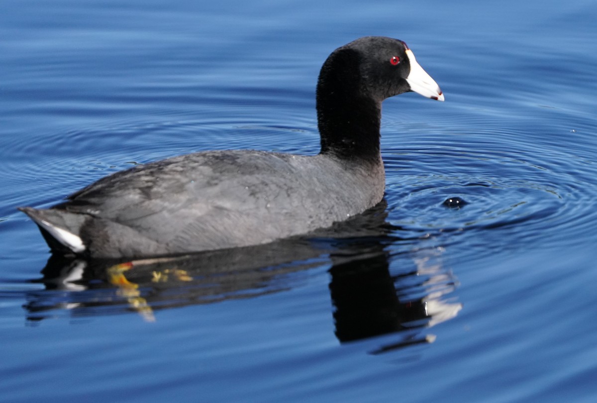 American Coot - ML620473528