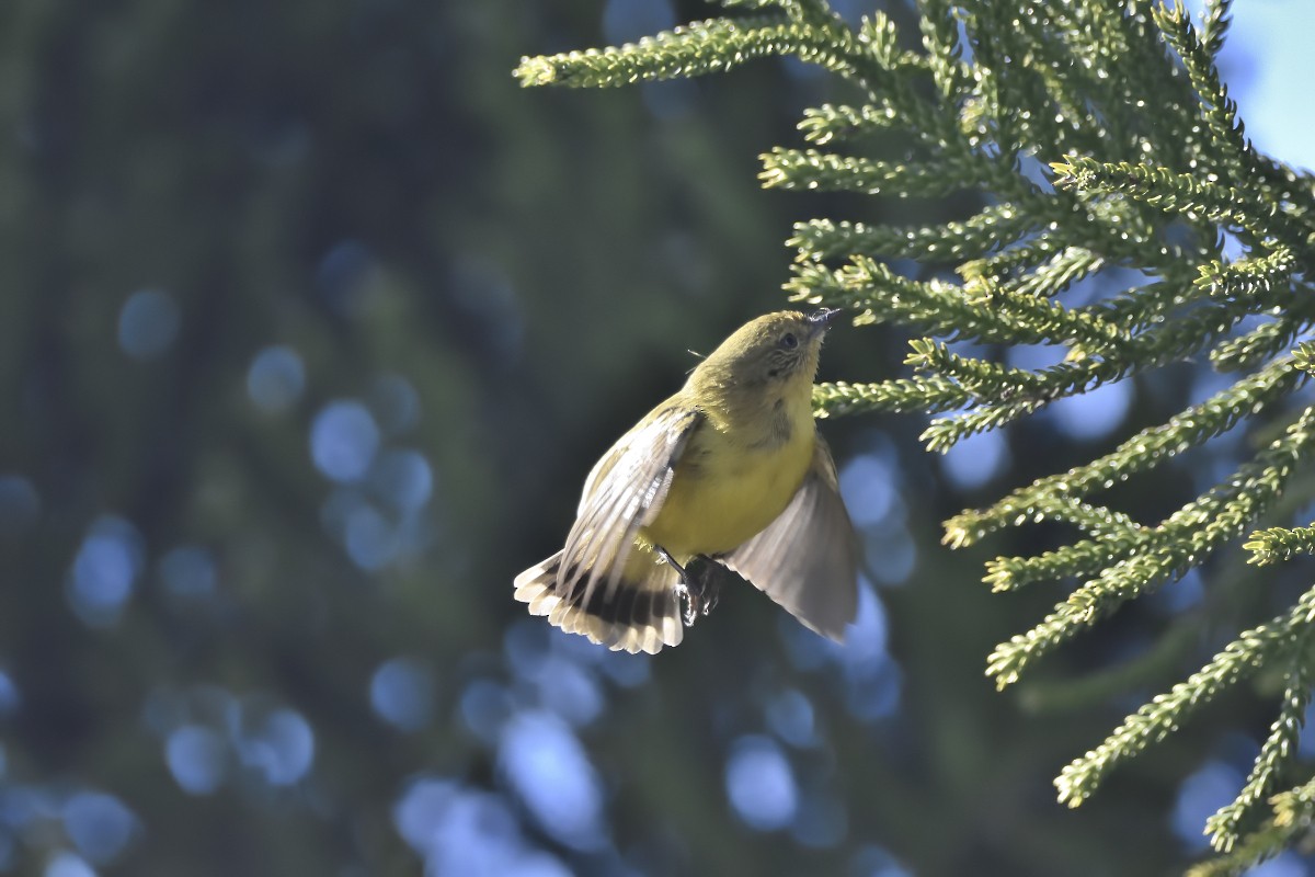 Yellow Thornbill - ML620473531