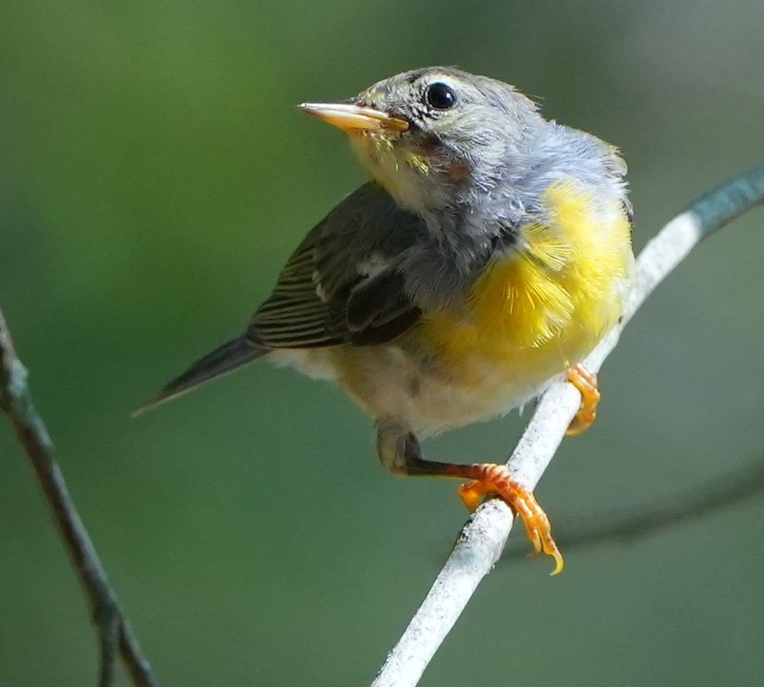 Northern Parula - ML620473533