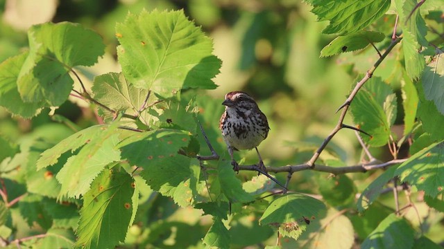 Song Sparrow - ML620473534