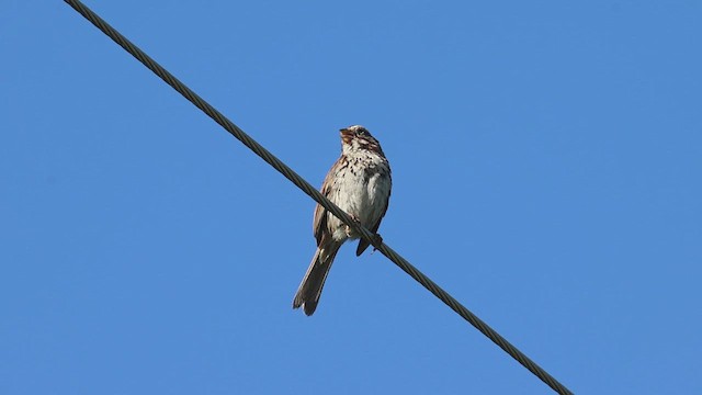 Song Sparrow - ML620473535