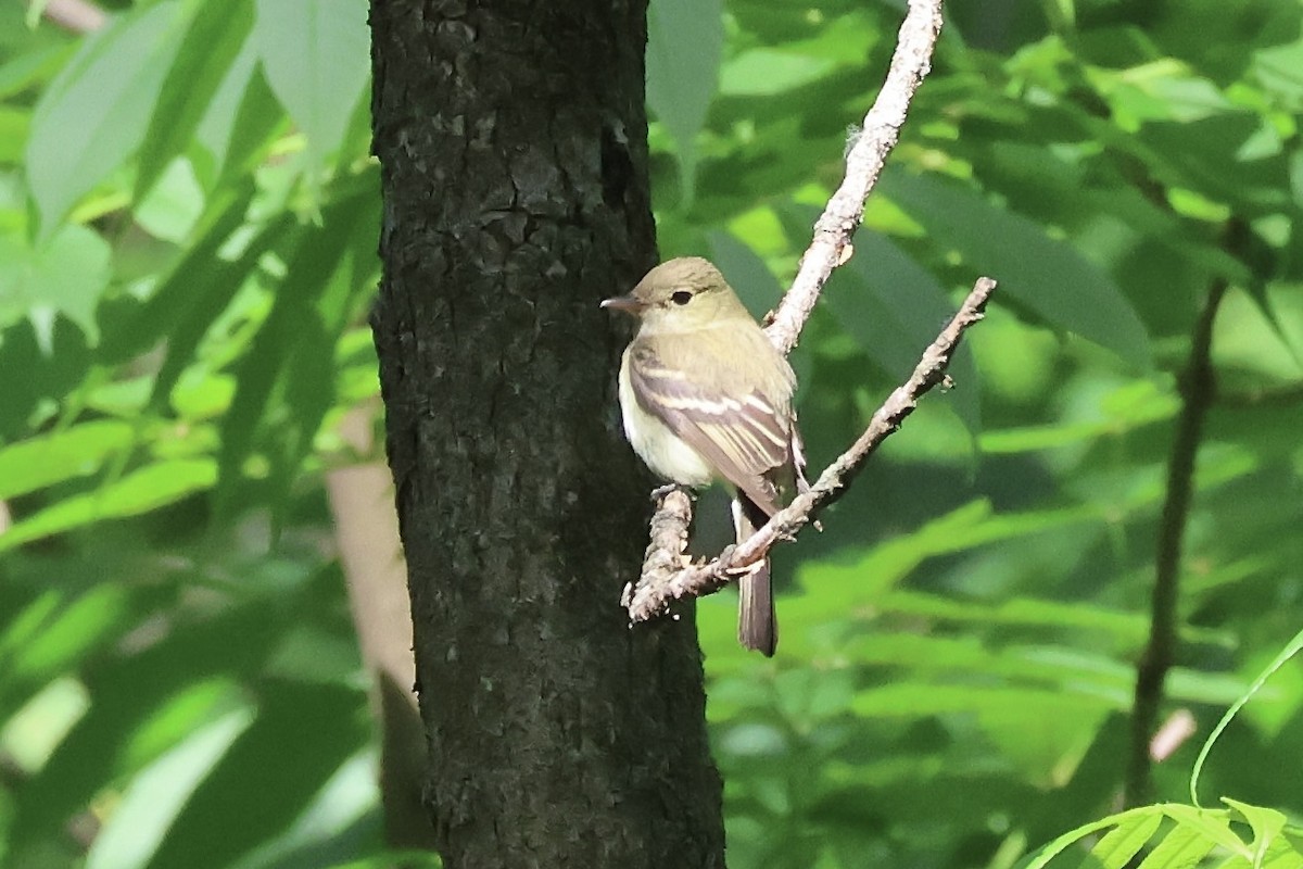 Acadian Flycatcher - ML620473536