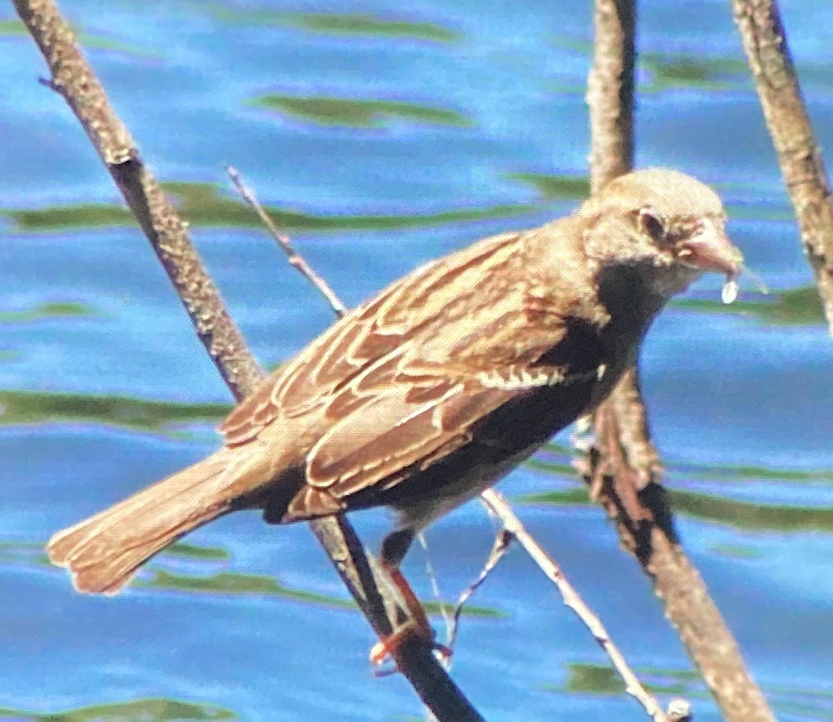 Moineau domestique - ML620473539